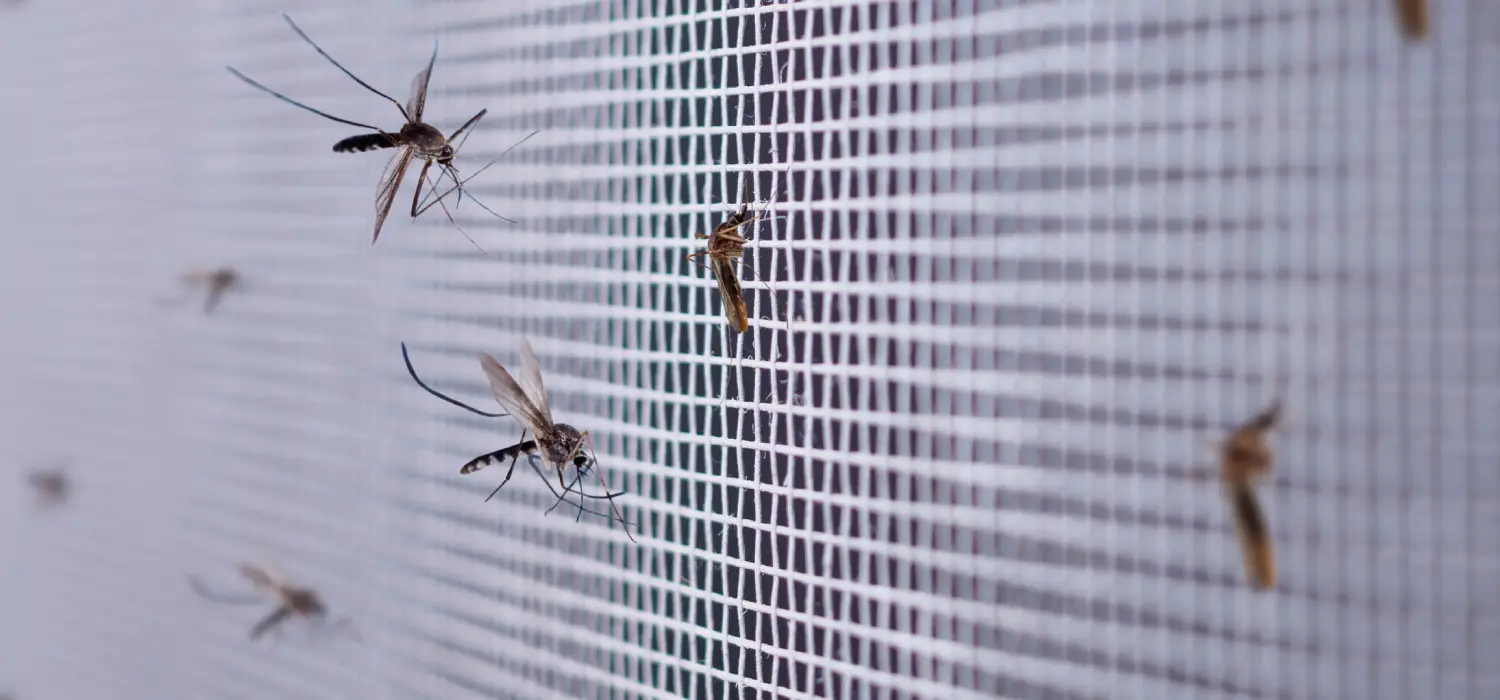 Mosquito Net Installation