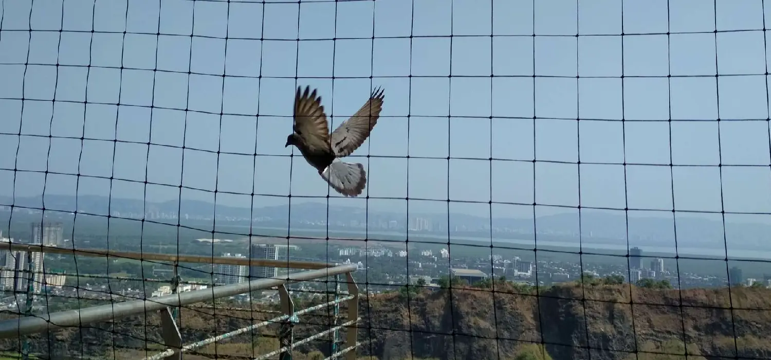 Bird Net Installation
