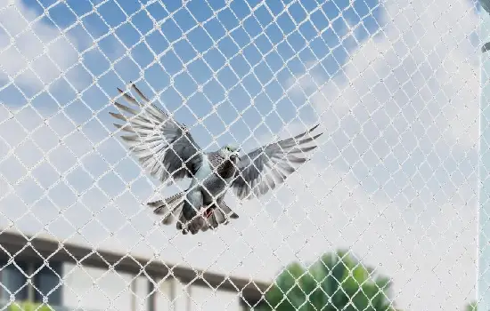 Bird Net Service